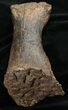 Sauropod (Diplodocus) Metatarsal - With Stand #10130-5